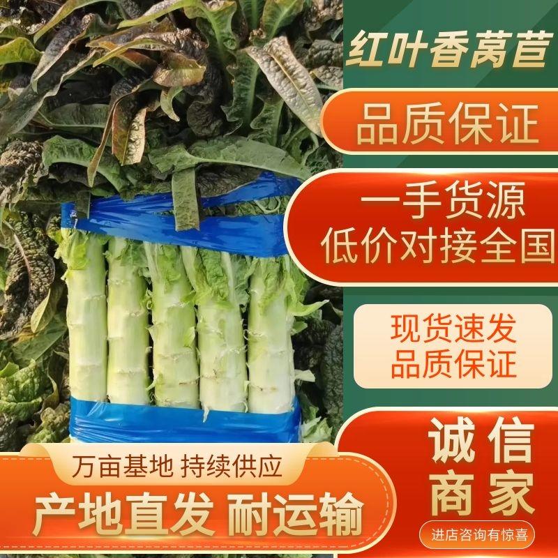 【精品莴苣】台州红叶香莴苣现砍现发无空心保证品质