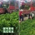 精品小叶黄杨杯苗小叶黄杨小叶黄杨篱等欢迎下单咨询