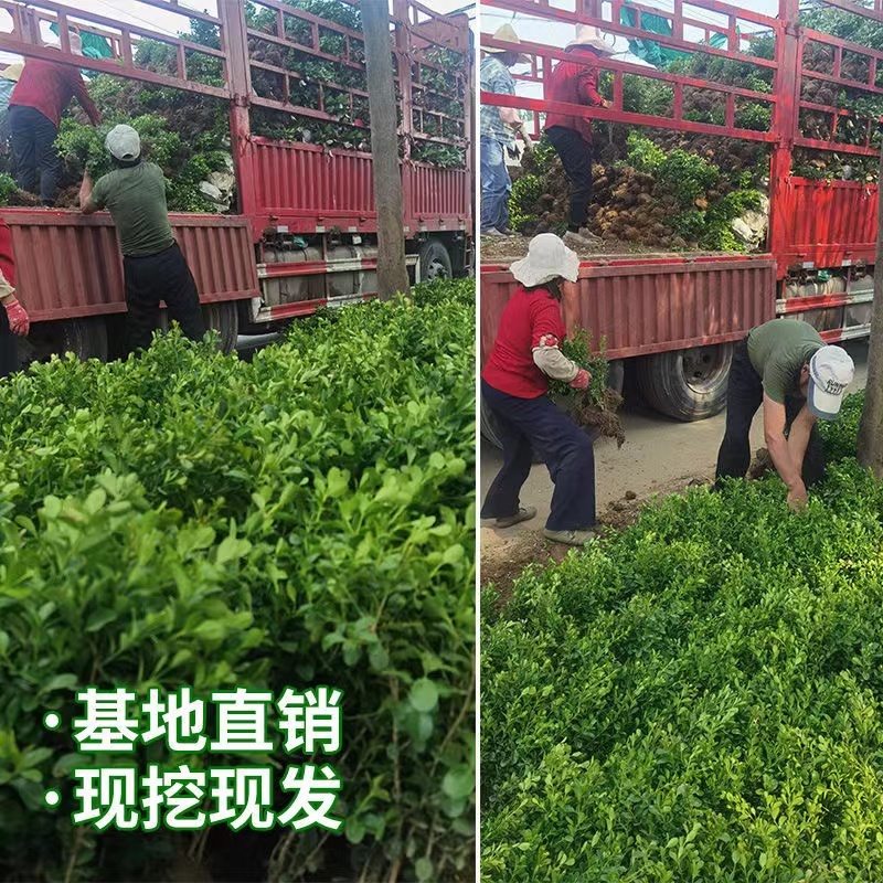 精品小叶黄杨杯苗小叶黄杨小叶黄杨篱等欢迎下单咨询