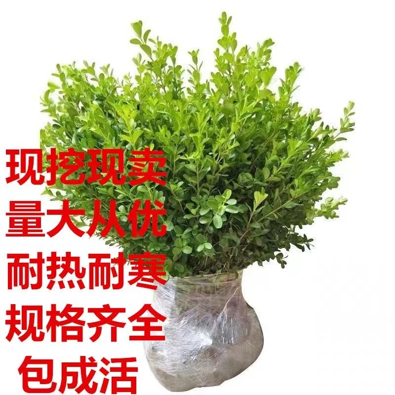 精品小叶黄杨杯苗小叶黄杨小叶黄杨篱等欢迎下单咨询