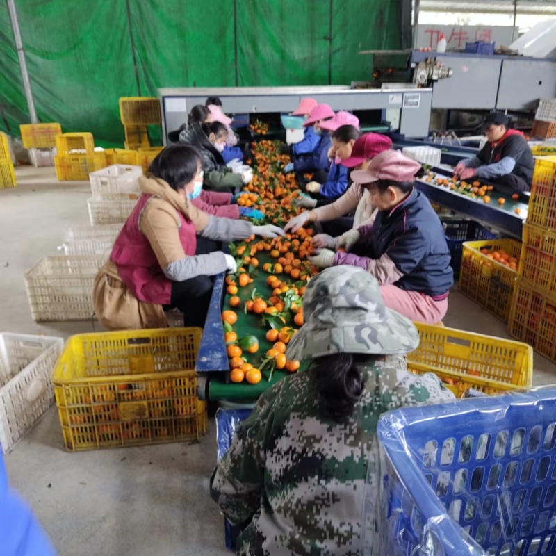 砂糖橘大量上市产地发货量大从优欢迎来电咨询选购
