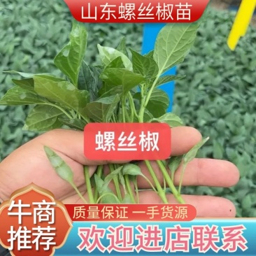 大果螺丝椒苗，高抗病，大果，螺旋度好，顺直，大果
