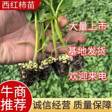 草莓西红柿苗，口感西红柿苗，绿肩明显，口感好