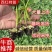 草莓西红柿苗，口感西红柿苗，绿肩明显，口感好