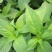 大叶荆芥种子分枝能力强耐热抗病适应性强生长速度快易种植