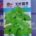 大叶荆芥种子分枝能力强耐热抗病适应性强生长速度快易种植
