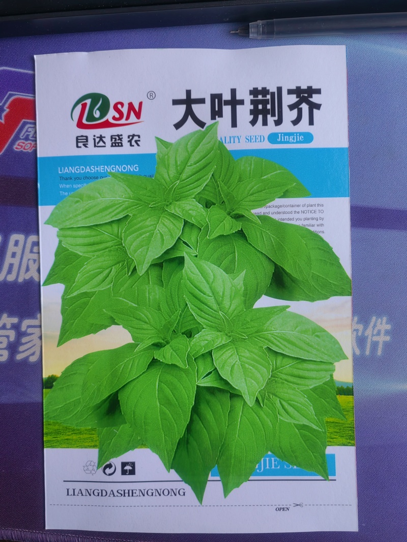 大叶荆芥种子分枝能力强耐热抗病适应性强生长速度快易种植