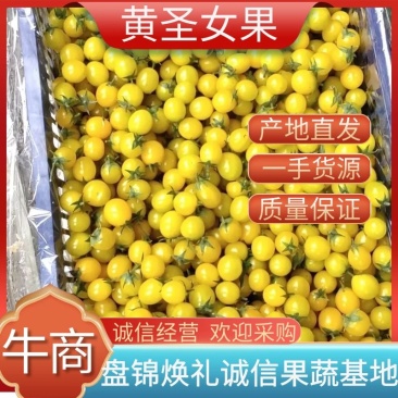 盘锦黄圣女果黄姑娘小柿子口感质量好品类全现摘现发欢迎合作