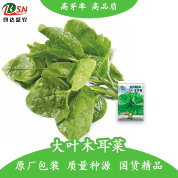 大叶木耳菜种子生长势强分支能力强肉肥厚细嫩多汁味鲜美耐热