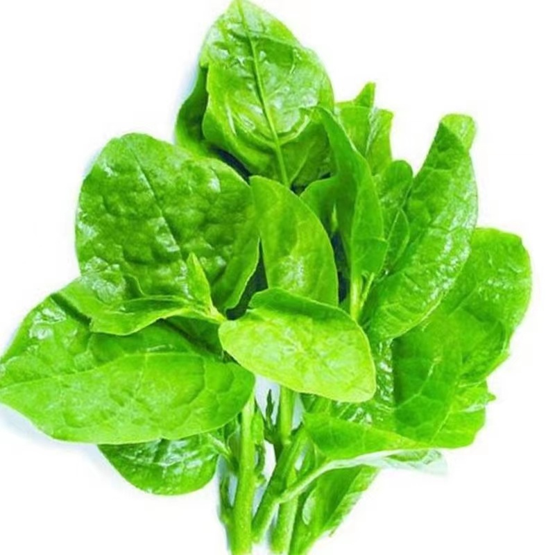 大叶木耳菜种子生长势强分支能力强肉肥厚细嫩多汁味鲜美耐热