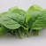 大叶木耳菜种子生长势强分支能力强肉肥厚细嫩多汁味鲜美耐热