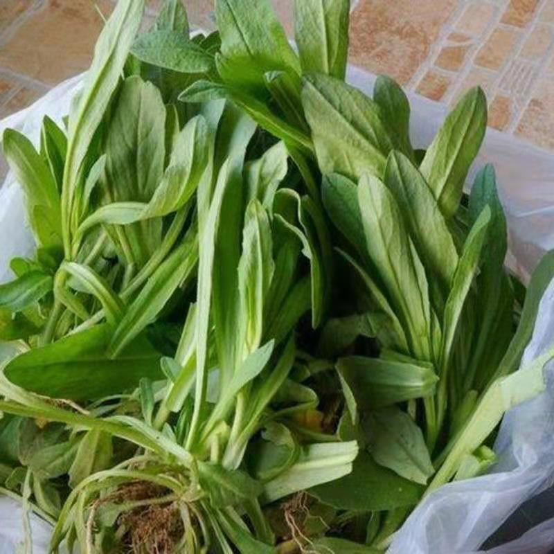 面条菜蔬菜种子抗寒纤维少叶青嫩味鲜美营养丰富耐低温生长快