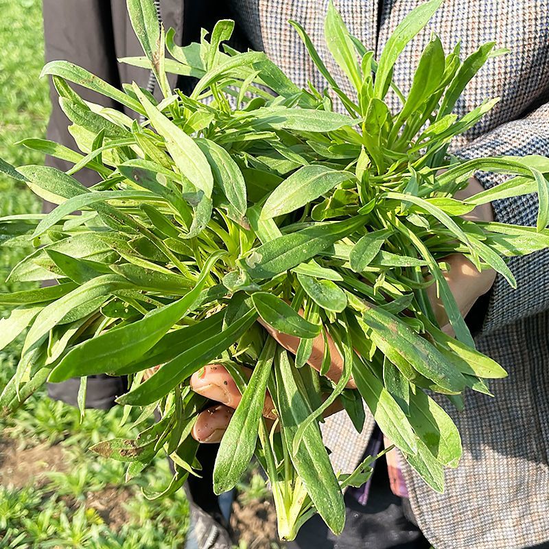 面条菜蔬菜种子抗寒纤维少叶青嫩味鲜美营养丰富耐低温生长快