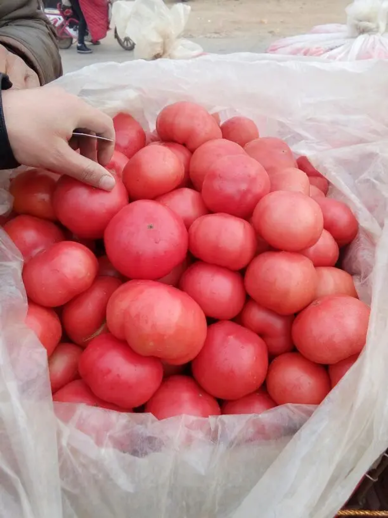 硬粉西红柿弧二以上量大从优质量保证电商全国发货