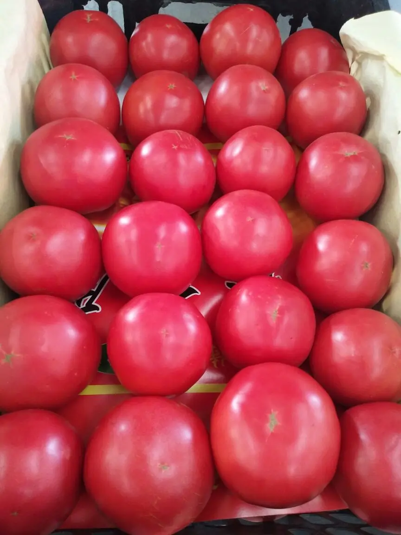 硬粉西红柿弧二以上量大从优质量保证电商全国发货