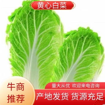 大白菜，产地发货，脆甜无丝，量大从优欢迎来电
