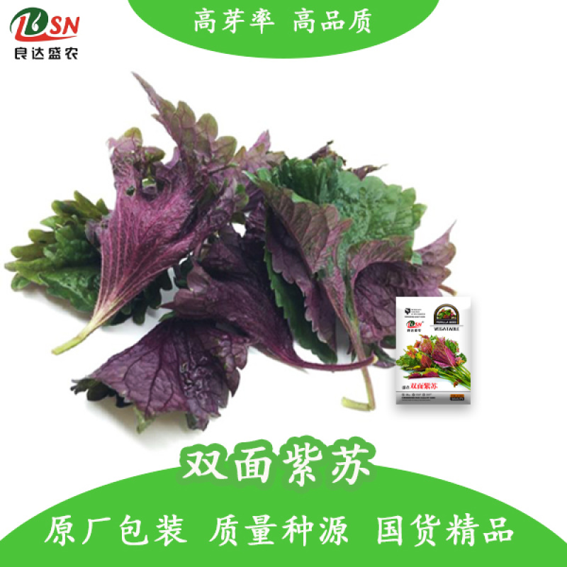 紫苏种子耐湿耐涝易种植好管理生长势强适应性广