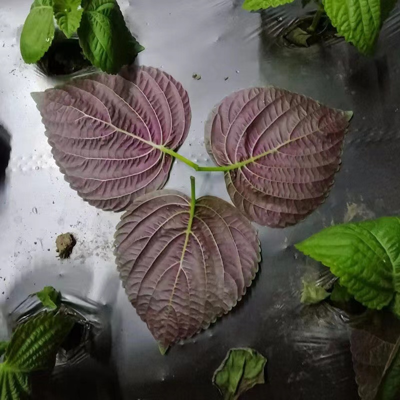 紫苏种子耐湿耐涝易种植好管理生长势强适应性广
