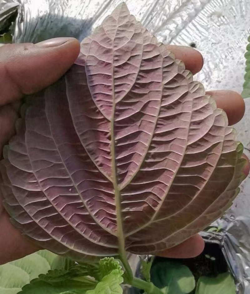 紫苏种子耐湿耐涝易种植好管理生长势强适应性广