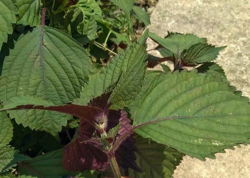 紫苏种子耐湿耐涝易种植好管理生长势强适应性广