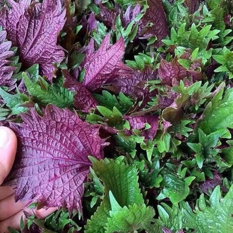紫苏种子耐湿耐涝易种植好管理生长势强适应性广