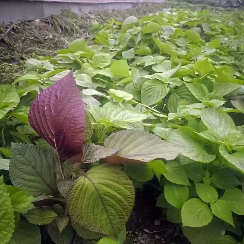 紫苏种子耐湿耐涝易种植好管理生长势强适应性广