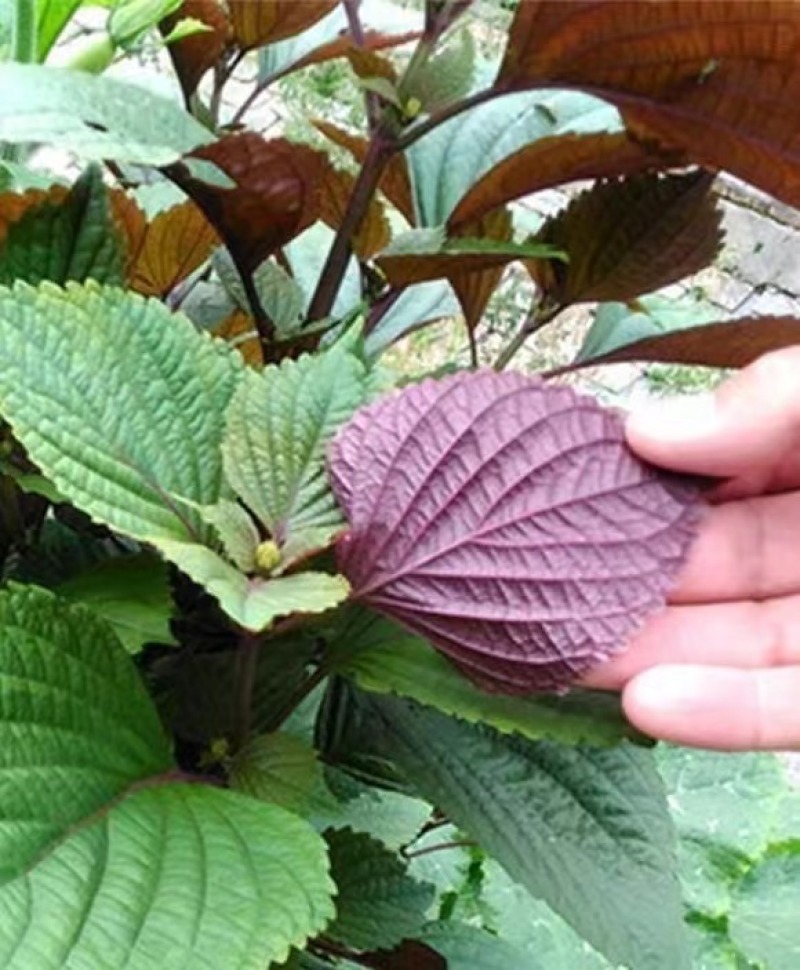 紫苏种子耐湿耐涝易种植好管理生长势强适应性广