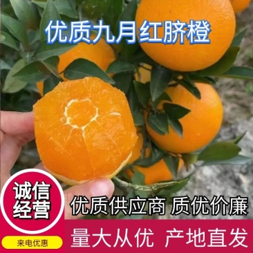 九月红果冻橙皮薄汁甜对接全国电商批发商视频看货欢迎来电