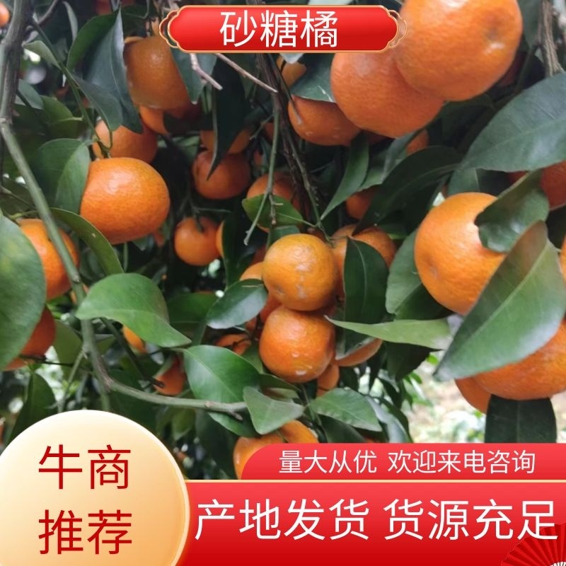 砂糖橘大量上市产地发货量大从优欢迎来电咨询选购