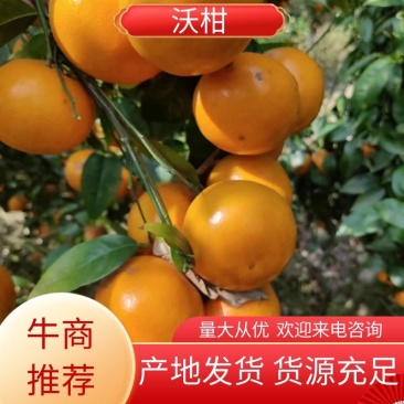 沃柑大量上市产地发货量大从优欢迎来电咨询选购