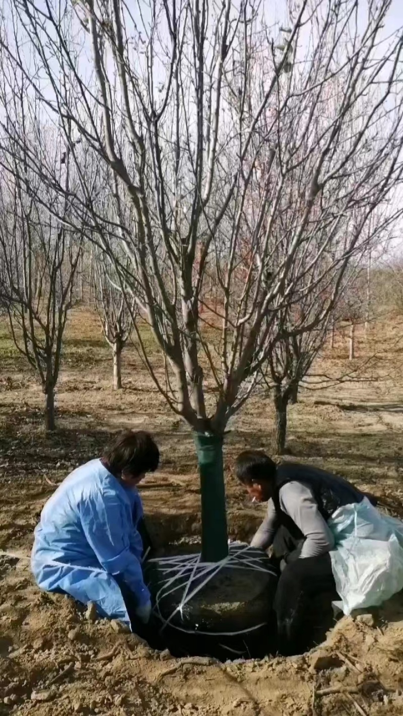 西府海棠