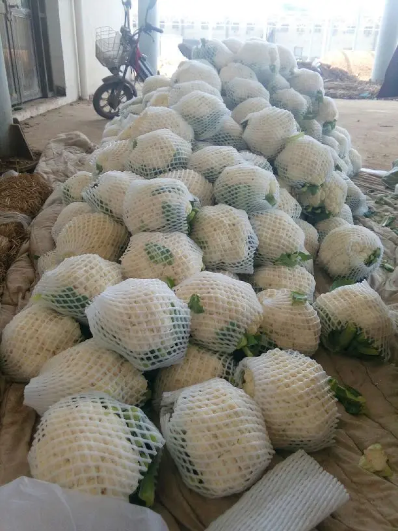 【实力推荐】有机花大量上市中，精品小米花一手货源，全国发货