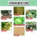 冠龙金甲弹头5%甲维盐甜菜夜蛾菜青虫小菜蛾斜纹夜蛾通用杀