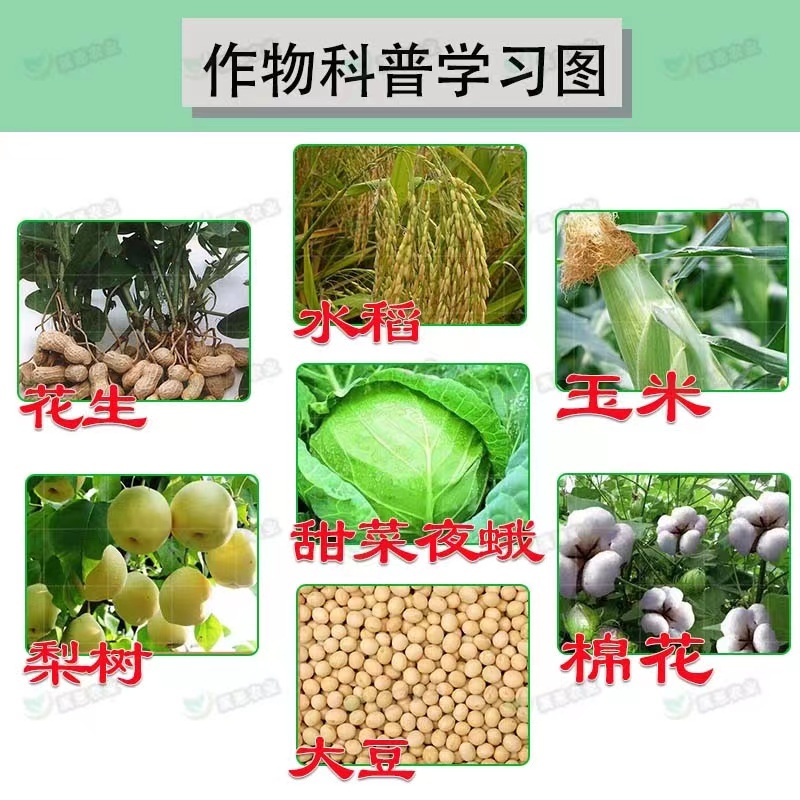 冠龙金甲弹头5%甲维盐甜菜夜蛾菜青虫小菜蛾斜纹夜蛾通用杀