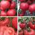 中蔬四号大红番茄种子中熟不易裂果果肉厚耐贮运口感好易种植