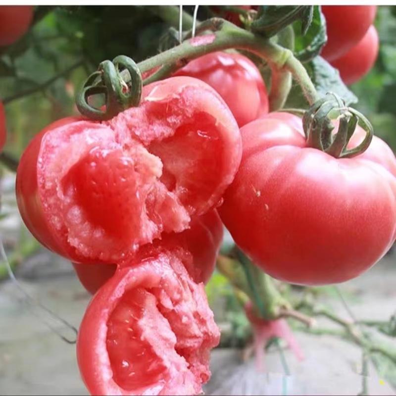 中蔬四号大红番茄种子中熟不易裂果果肉厚耐贮运口感好易种植