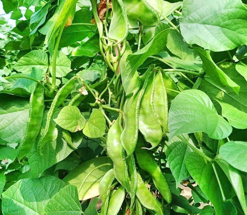 盛农绿眉豆种子生长势强品质好纤维少抗病性强适应性广