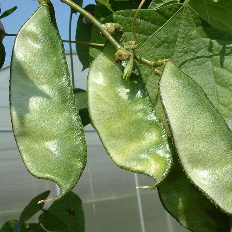 盛农绿眉豆种子生长势强品质好纤维少抗病性强适应性广