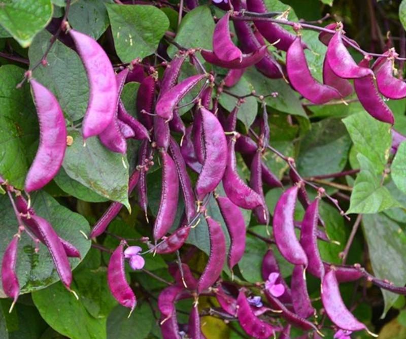 盛农紫眉豆种子嫩荚紫红色镰刀形早熟耐热耐瘠优质良种