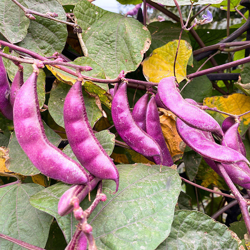 盛农紫眉豆种子嫩荚紫红色镰刀形早熟耐热耐瘠优质良种