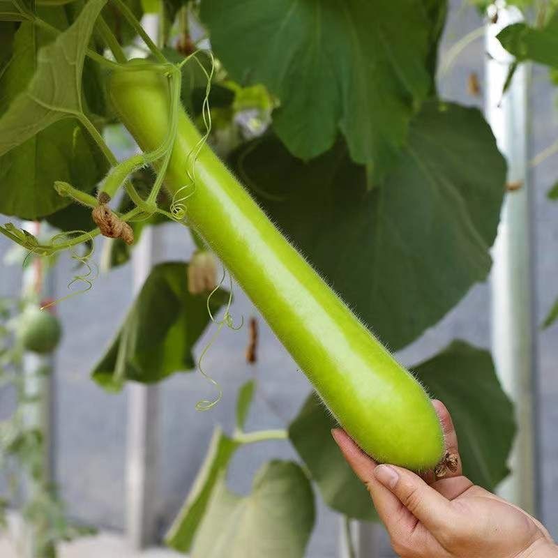 长香瓠子瓜种子肉质细嫩味甜品质优早熟抗病高产适应性广泛
