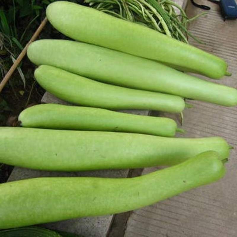 长香瓠子瓜种子肉质细嫩味甜品质优早熟抗病高产适应性广泛