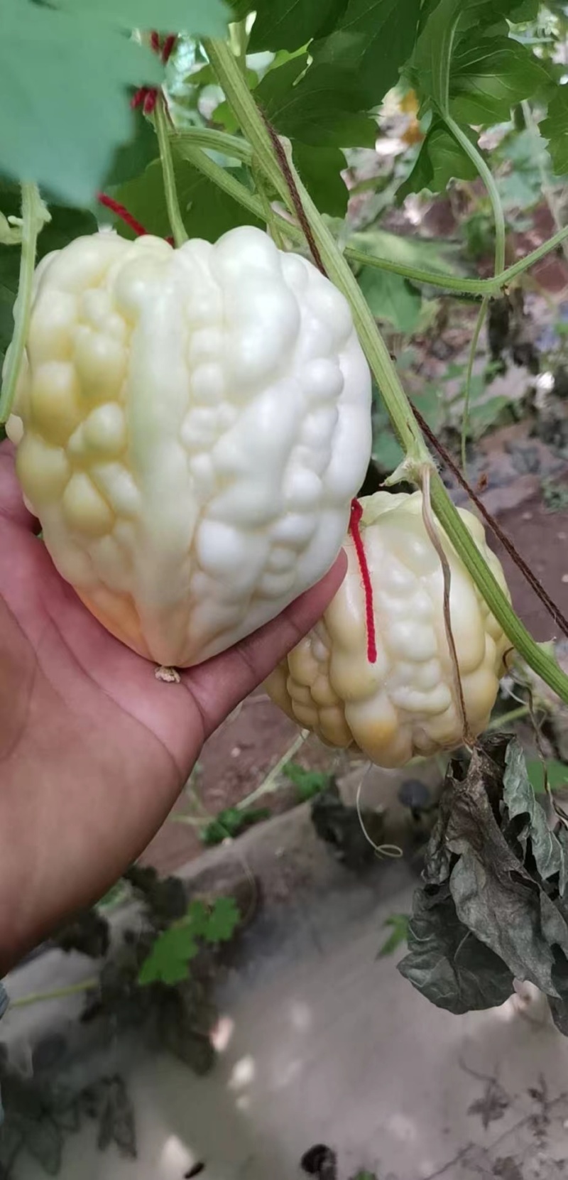 玉凤水果型苹果苦瓜种子清香可口肉厚水分多易种植好管理