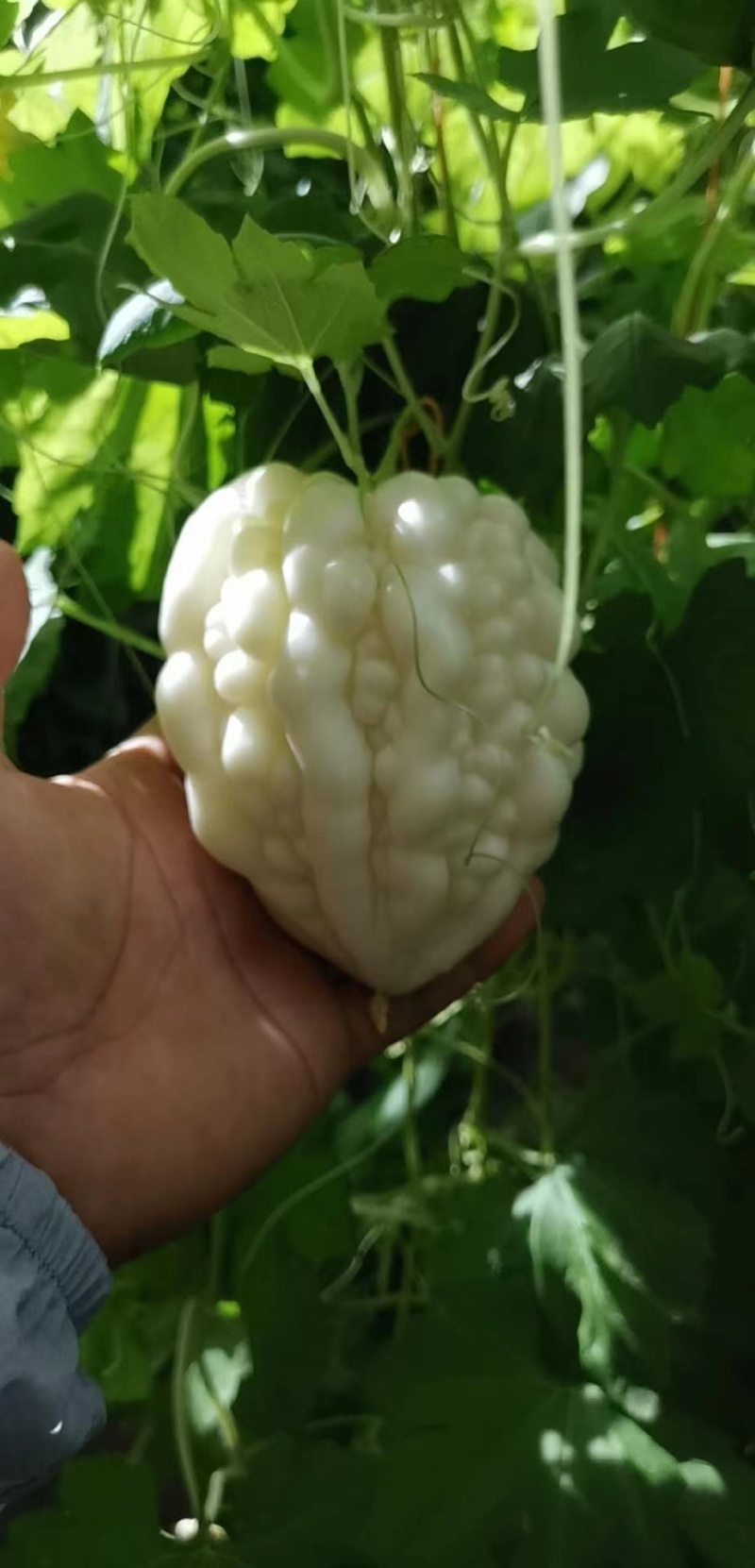 玉凤水果型苹果苦瓜种子清香可口肉厚水分多易种植好管理
