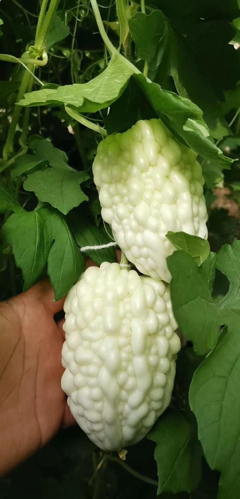 玉凤水果型苹果苦瓜种子清香可口肉厚水分多易种植好管理
