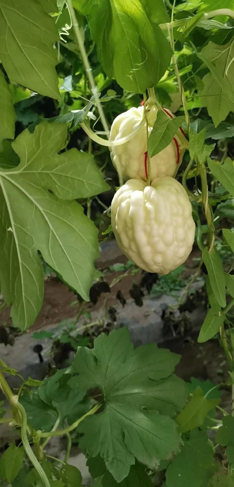 玉凤水果型苹果苦瓜种子清香可口肉厚水分多易种植好管理