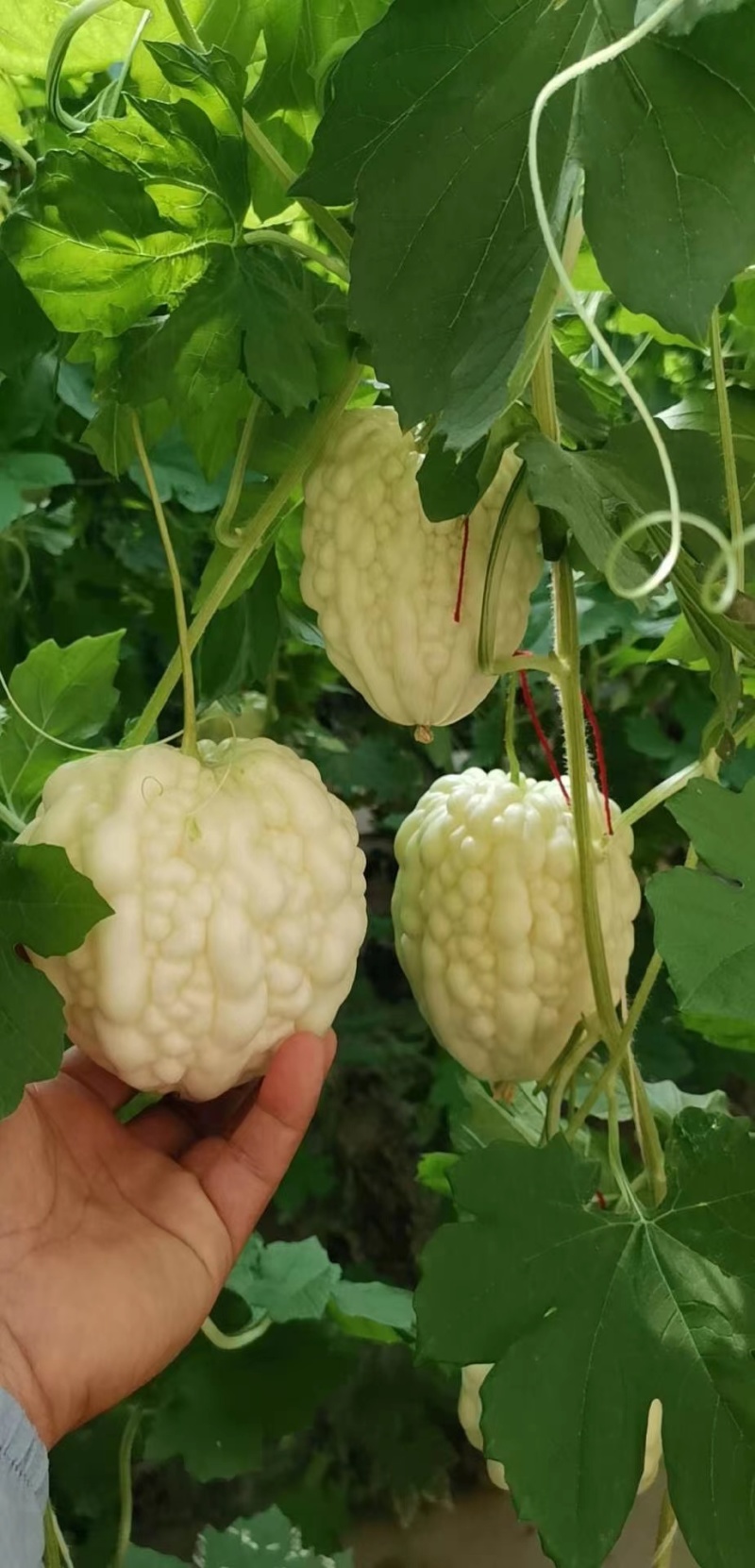玉凤水果型苹果苦瓜种子清香可口肉厚水分多易种植好管理