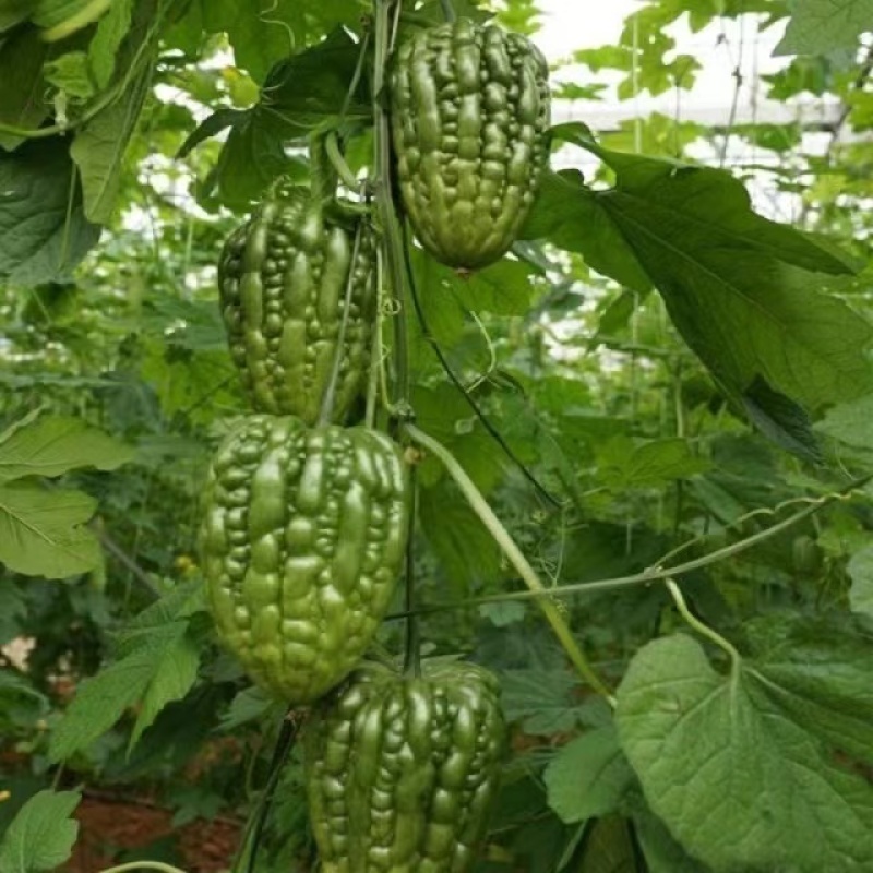 翠梨苹果苦瓜种子美味健康营养口感脱甜多汁肉厚腔小水分多