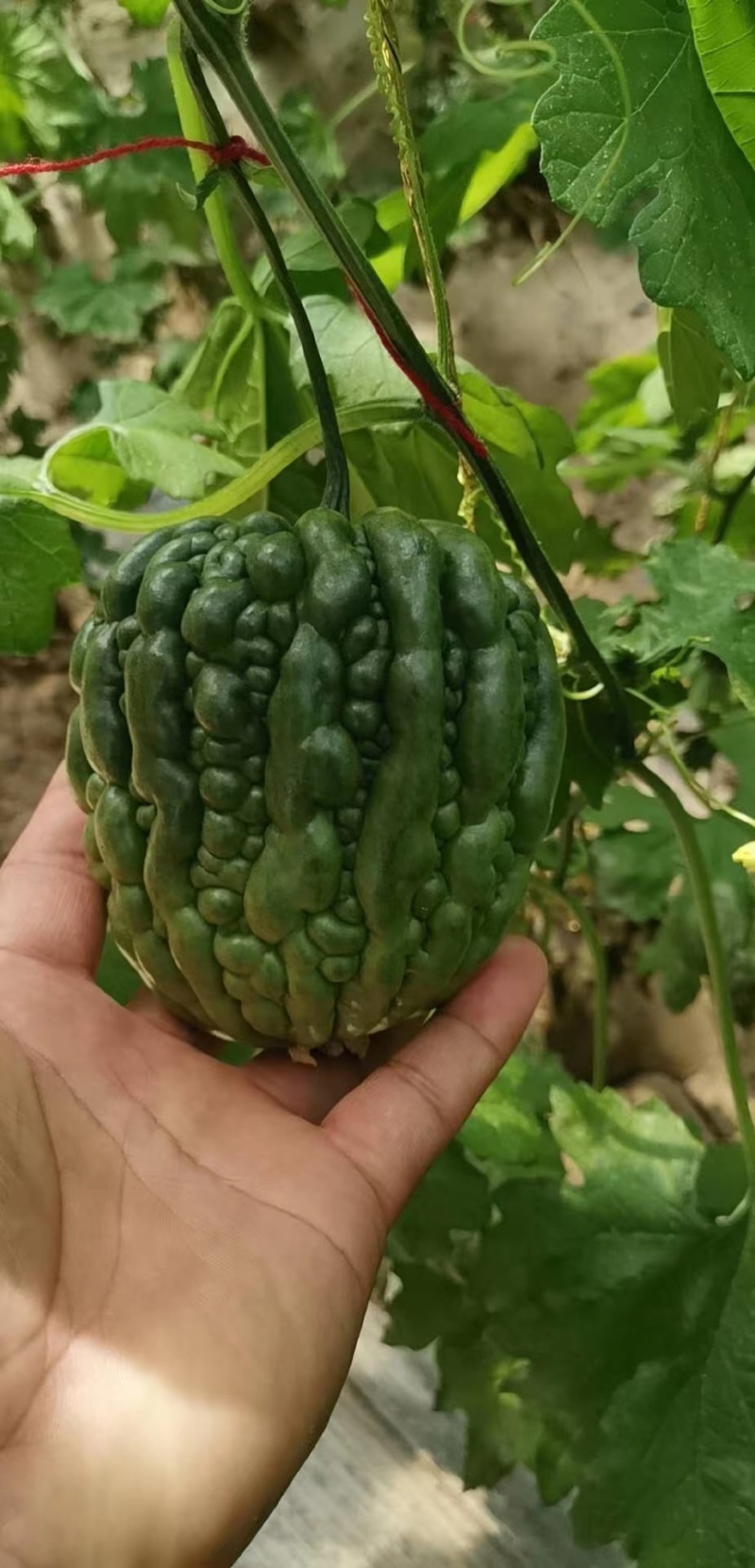 翠梨苹果苦瓜种子美味健康营养口感脱甜多汁肉厚腔小水分多
