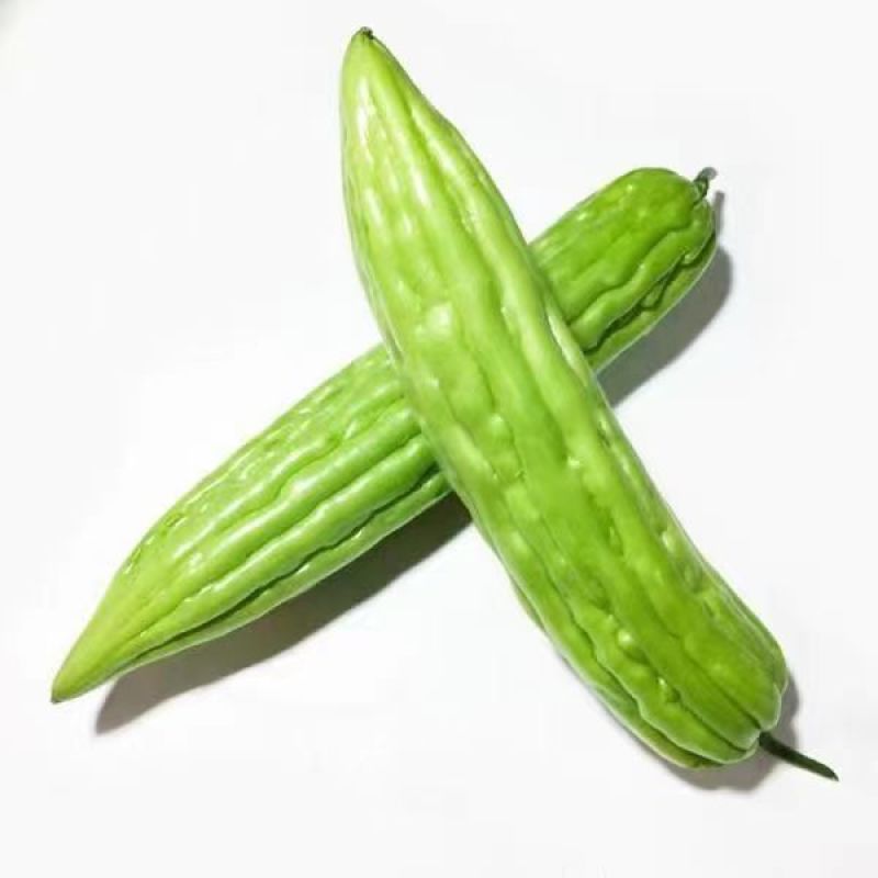 大肉苦瓜种子肉厚早熟抗热耐温耐寒产量高耐贮运分支能力强